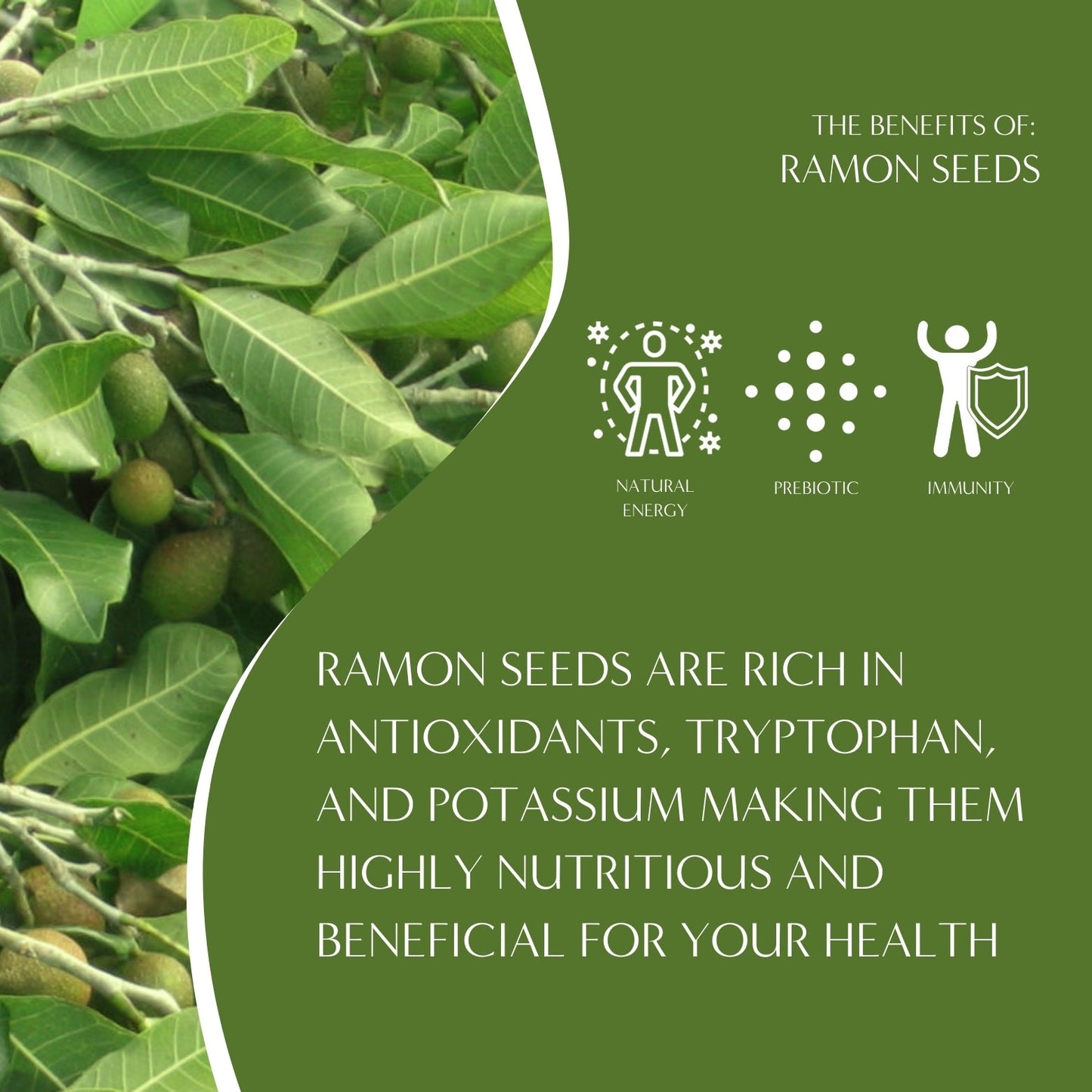 Ramon seeds used in Teeccino French Roast Chicory Herbal Coffee, showing natural herb seeds on a neutral background.