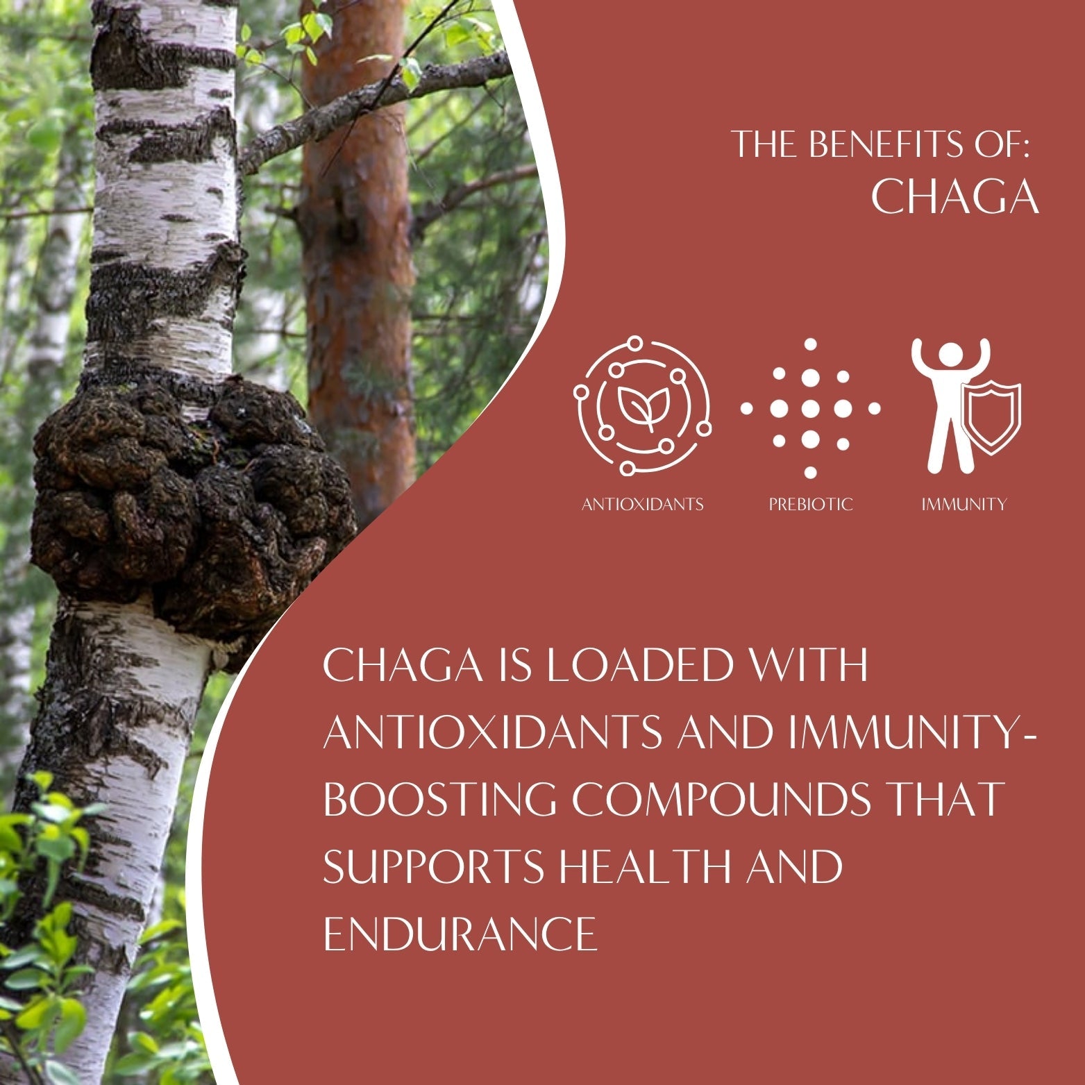 Herbal coffee cup with Chaga, Ashwagandha, and butterscotch flavor from Teeccino, featuring a steaming beverage in a white mug.