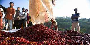 Benevolent Bean DLAC Endeavor to Dream Foundation 12oz organic Ethiopian coffee beans from Ethiopian coffee farm.