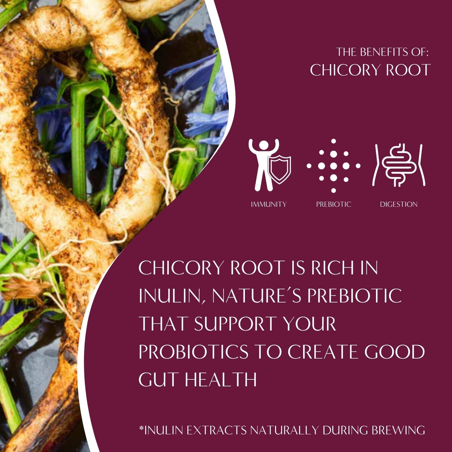 French chicory root for Teeccino Almond Amaretto Chicory Herbal Coffee, showing roasted chicory root used in herbal coffee blend.