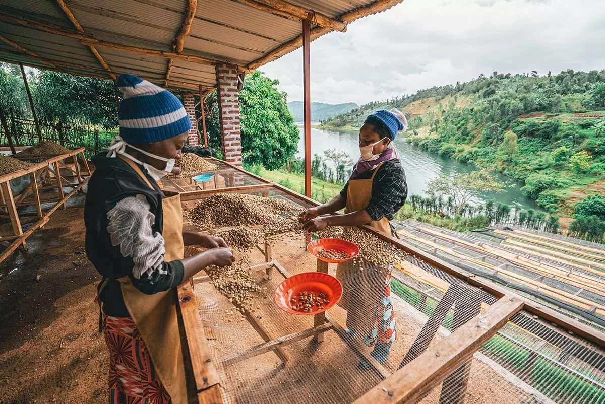 Prevail Coffee Rwanda Nyamasheke coffee bag with a label featuring a scenic landscape and vibrant colors.