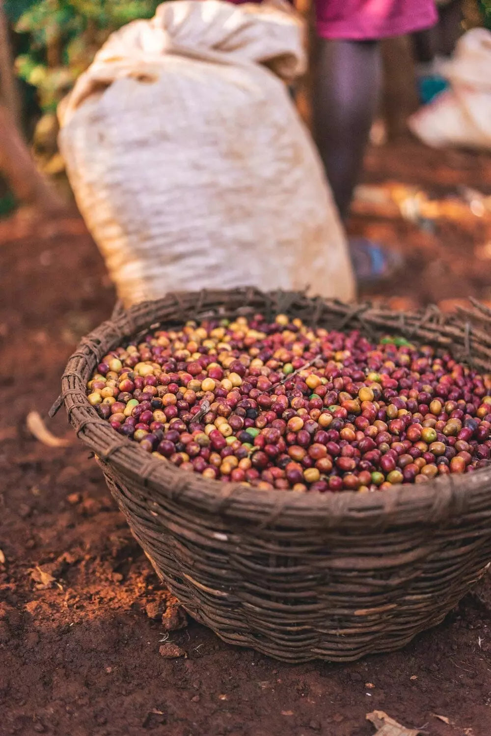 Prevail Coffee Rwanda Nyamasheke coffee beans in a bag with a label, showcasing the coffee's origin and brand.