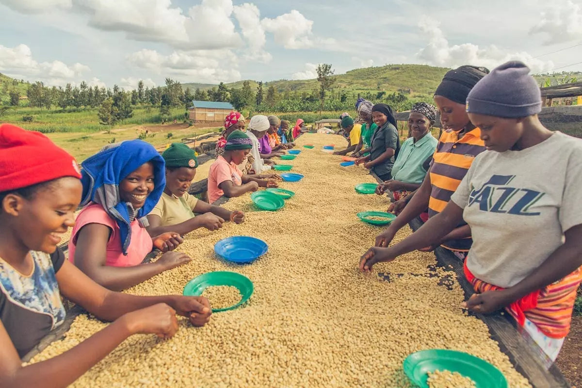 Prevail Coffee Rwanda Nyamasheke coffee beans in a bag, showcasing rich, fresh roasted coffee with vibrant branding and packaging details.