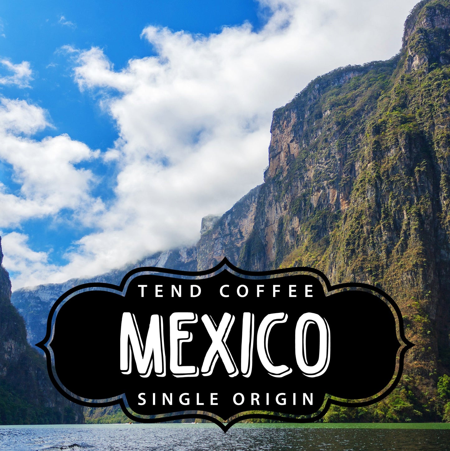 Cup of Tend Coffee Mexico 1lb bag showing rich roasted coffee beans in a natural setting.