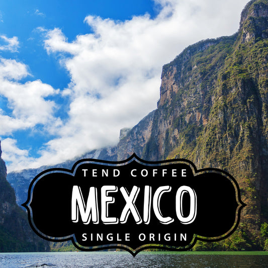Cup of Tend Coffee Mexico 1lb bag showing rich roasted coffee beans in a natural setting.
