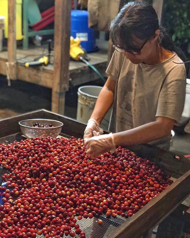 MaverickChocolate Made Like Iron Hawaiian Coffee bars featuring images of coffee beans and lush Hawaiian coffee farm scenery.