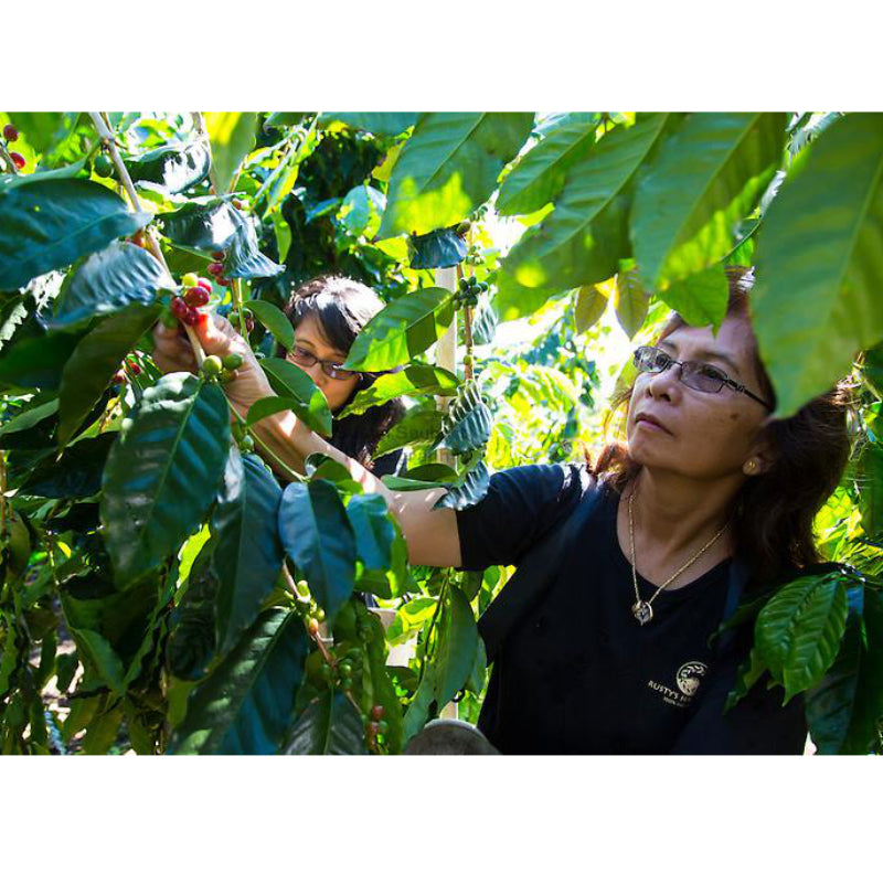 MaverickChocolate Made Like Iron Hawaiian Coffee farm trees, showing lush green coffee plants and farm landscape.