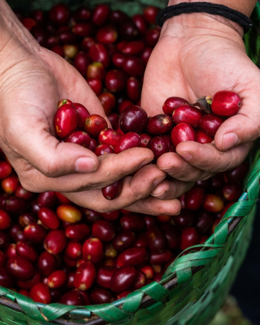 Honduras Monte Fresco Parainema washed coffee beans from Spirit Animal Coffee displayed in a bag with the label visible.