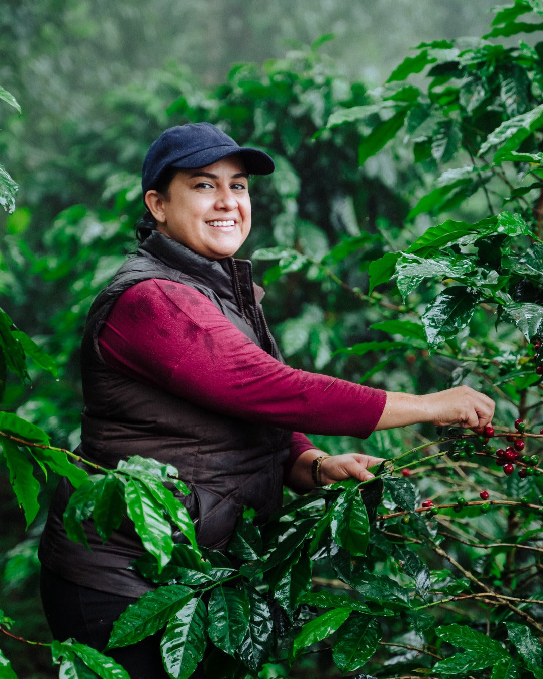 Honduras Monte Fresco Parainema coffee beans from Spirit Animal Coffee, washed and freshly roasted, ready for brewing.