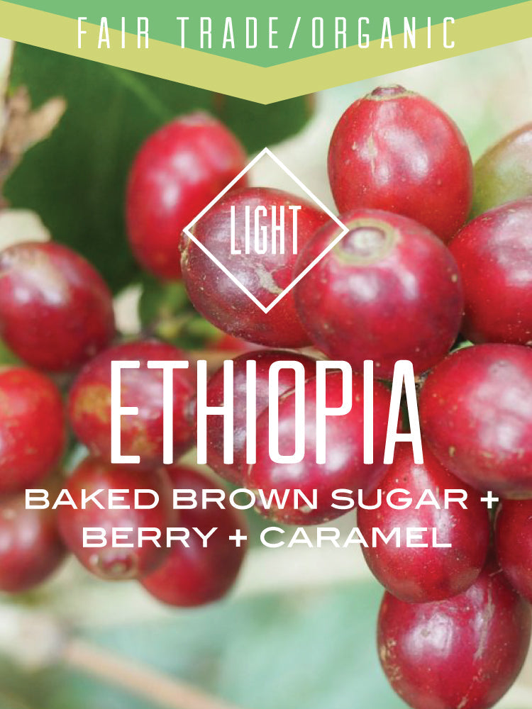 Organic Fair Trade Ethiopia Oromia coffee beans from Centri Coffee, showcasing whole natural coffee varietals in a natural setting.