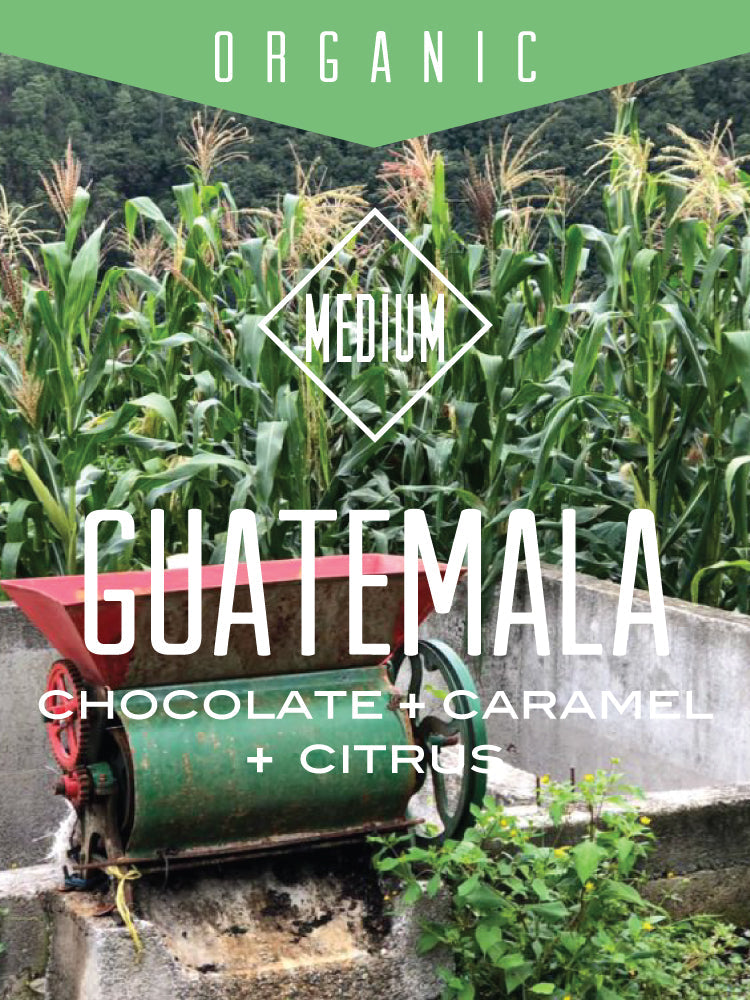 Organic Guatemala Huehuetenango coffee from Centri Coffee, showing fresh roasted beans in a natural setting.
