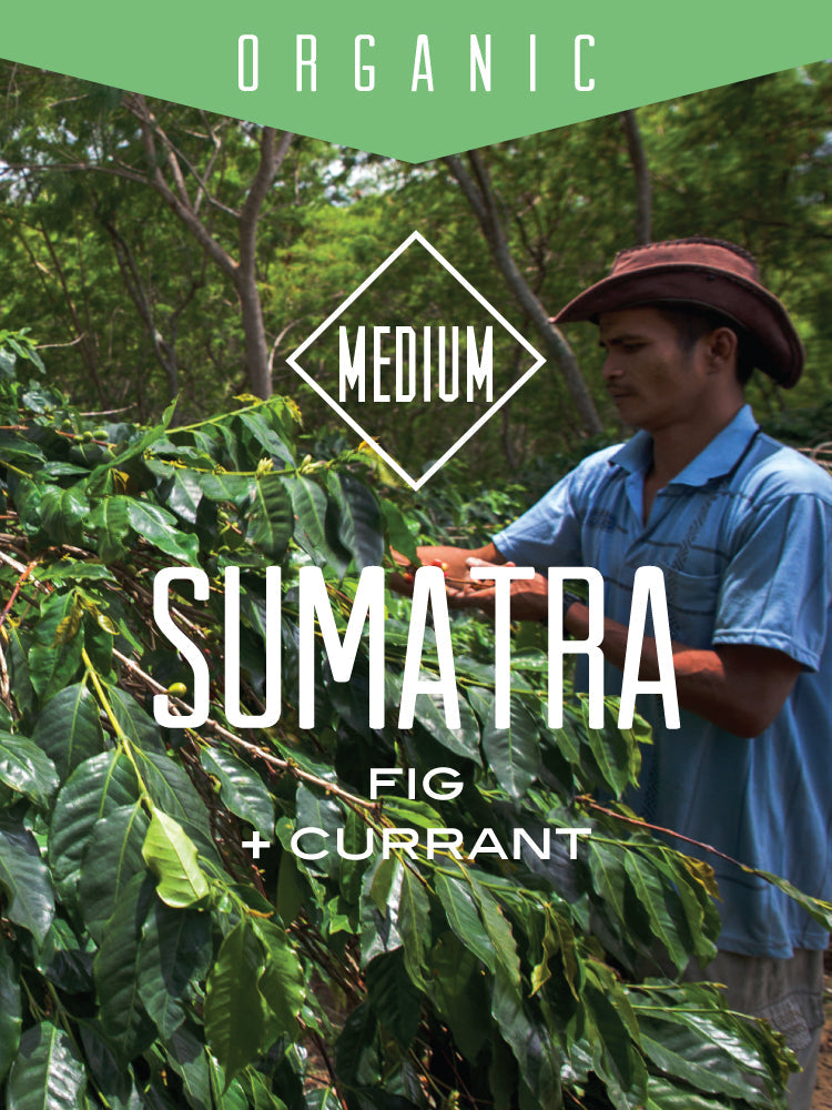 Organic Sumatra Bener Meriah Mandiri coffee beans from Centri Coffee, showcasing rich, dark roasted coffee with a natural, artisanal appearance.