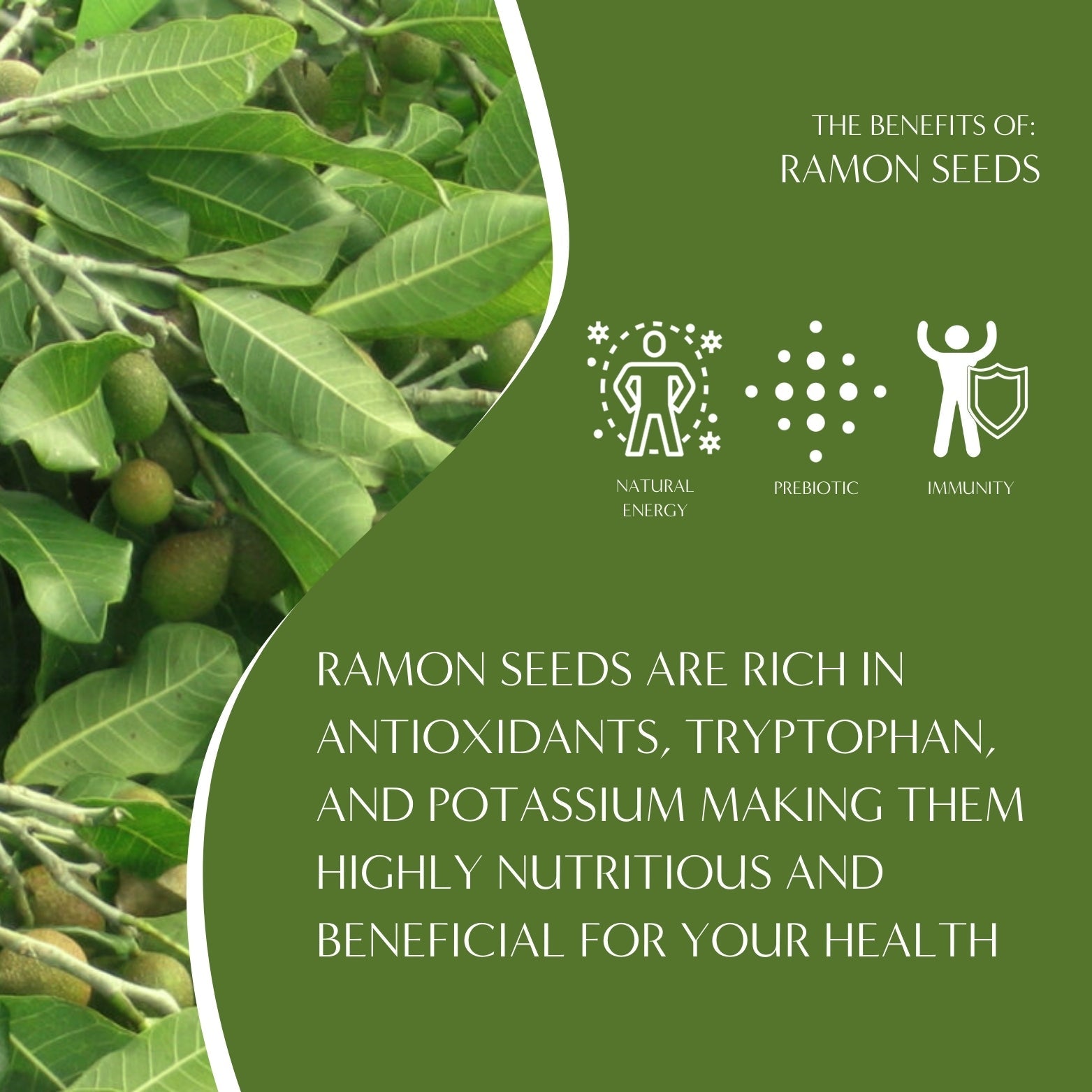 Ramon seeds used in Teeccino French Roast Chicory Herbal Coffee, showing natural herb seeds on a neutral background.