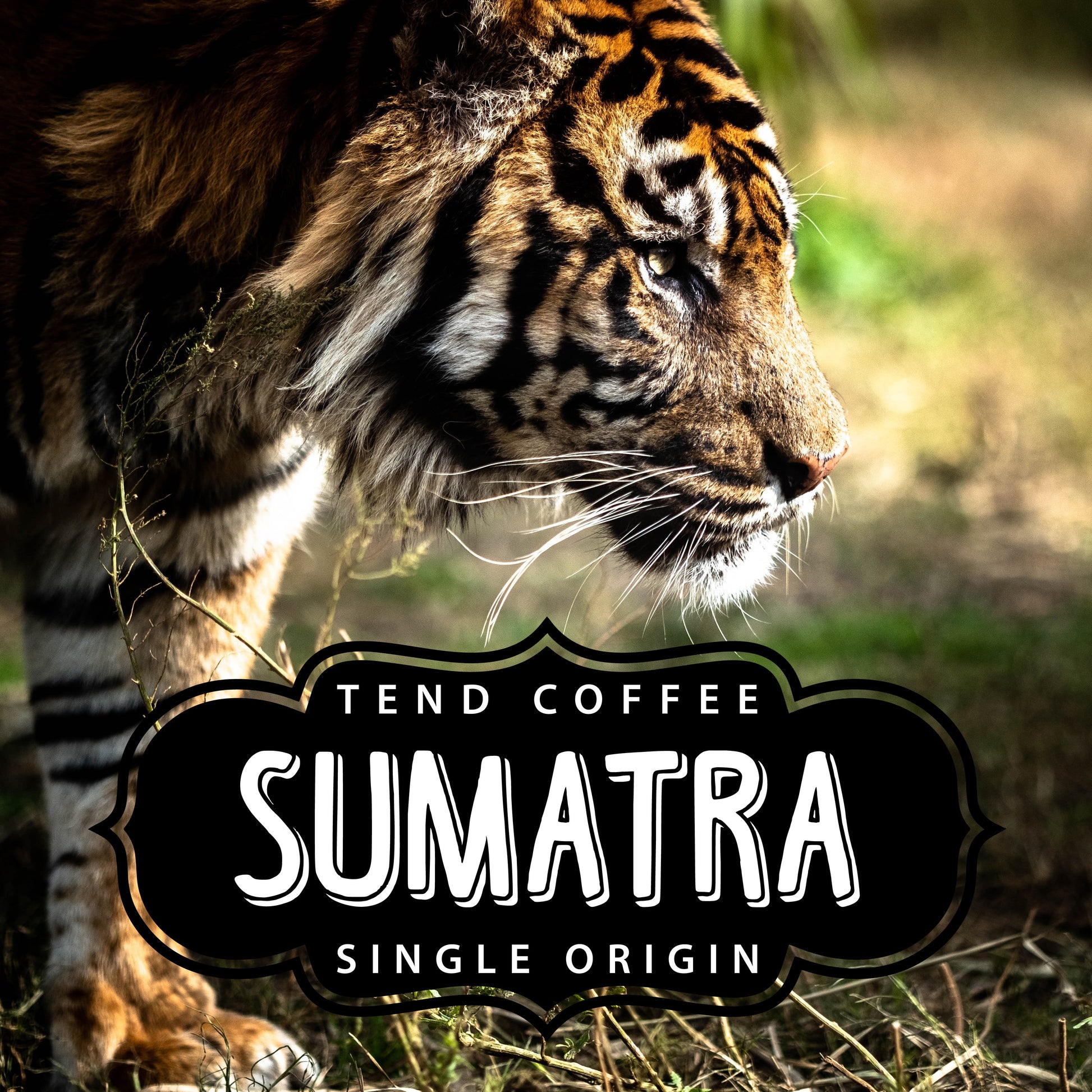 Coffee bag labeled Sumatra 1lb from Tend Coffee, showcasing dark roasted Sumatran coffee beans on the packaging.