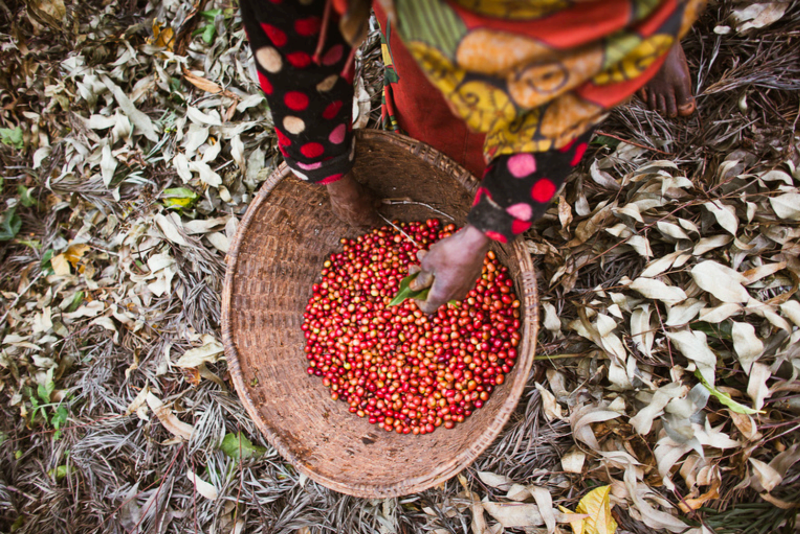 Light roast Burundi coffee from Superlost Coffee, featuring a bag of New Light coffee beans with a minimalist design.